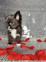 Jasper , a male Chihuahua for sale in Minneapolis, MN – Photo 1 of 7