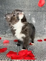 Jasper , a male Chihuahua for sale in Minneapolis, MN – Photo 6 of 7