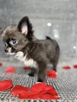 Jasper , a male Chihuahua for sale in Minneapolis, MN – Photo 2 of 7