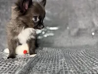 Jasper , a male Chihuahua for sale in Minneapolis, MN – Photo 4 of 7