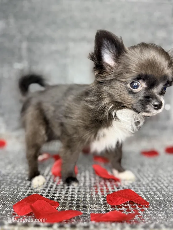 Jasper  – Chihuahua puppy for sale in Minneapolis, MN