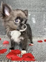 Jasper , a male Chihuahua for sale in Minneapolis, MN – Photo 7 of 7