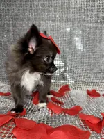 Jasper , a male Chihuahua for sale in Minneapolis, MN – Photo 3 of 7