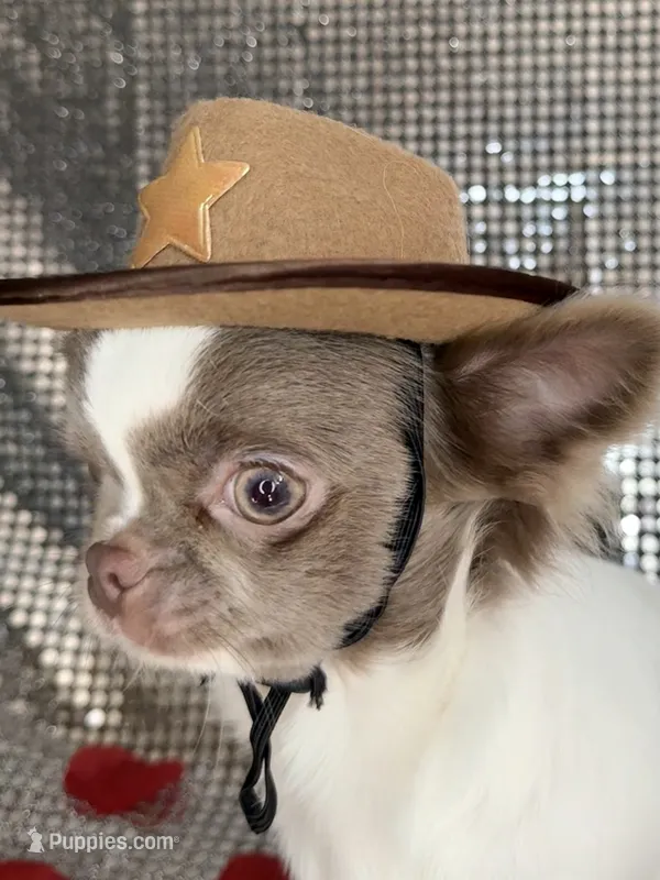Ronald  – Chihuahua puppy for sale in Princeton, MN