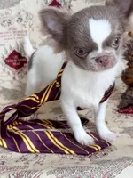 Ronald , a male Chihuahua for sale in Princeton, MN – 7 of 9