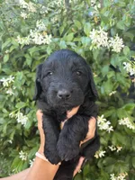 Greysen, a female Goldendoodle for sale in Atascadero, CA – 1 of 1