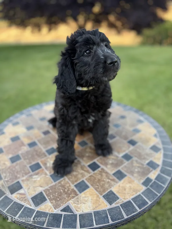 Tanaya – Goldendoodle puppy for sale in Atascadero, CA