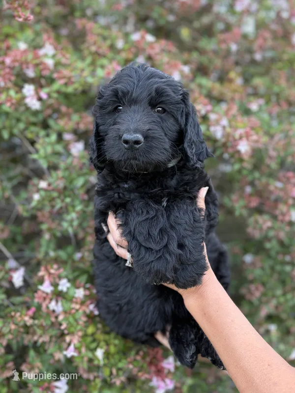 Greysen – Goldendoodle puppy for sale in Atascadero, CA