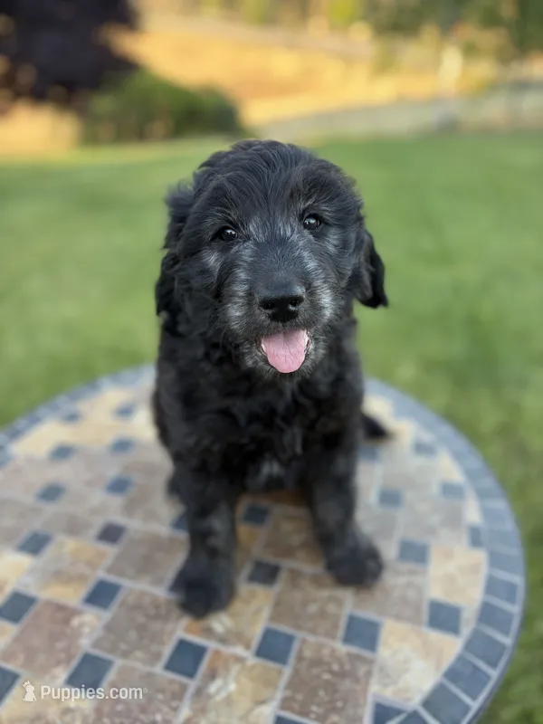 Baloo – Goldendoodle puppy for sale in Atascadero, CA