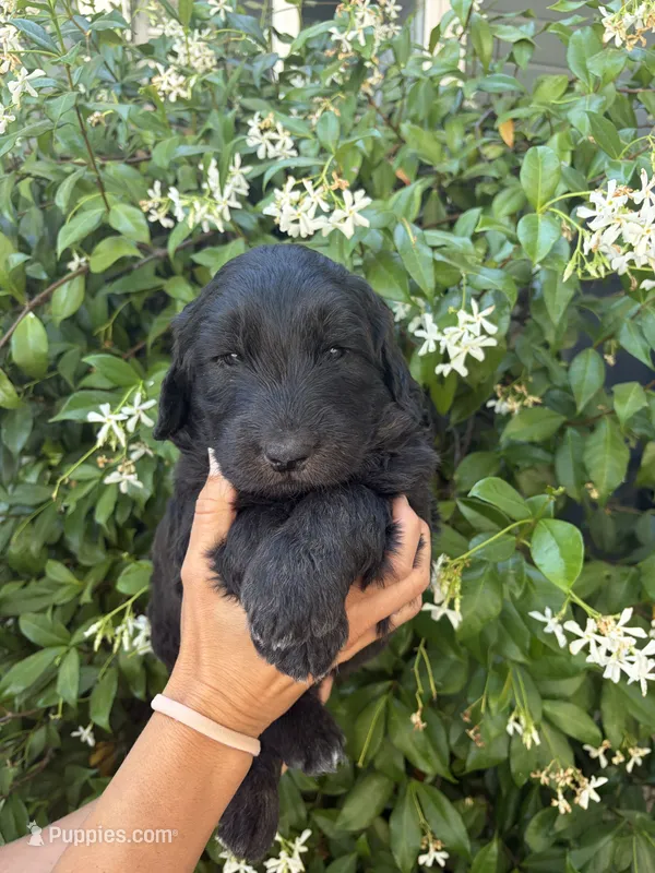 Baloo – Goldendoodle puppy for sale in Atascadero, CA