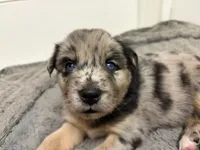 Oreo, a female Siberian Husky and Miniature Australian Shepherd for sale in Vero Beach, FL – 5 of 5