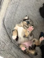Oreo, a female Siberian Husky and Miniature Australian Shepherd for sale in Vero Beach, FL – 4 of 5