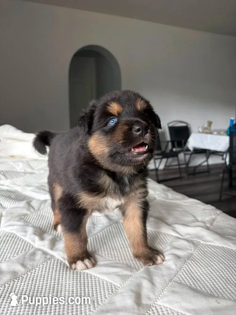 Moca, a male Siberian Husky and Miniature Australian Shepherd for sale in Vero Beach, FL – 2 of 4