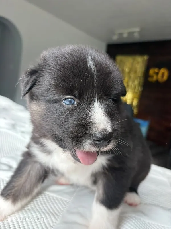 Bear – Siberian Husky, Miniature Australian Shepherd puppy for sale in Vero Beach, FL