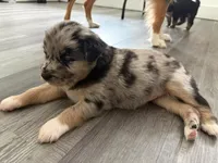 Oreo, a female Siberian Husky and Miniature Australian Shepherd for sale in Vero Beach, FL – 2 of 5