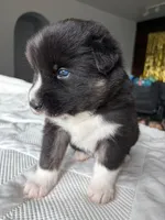 Bear, a male Siberian Husky and Miniature Australian Shepherd for sale in Vero Beach, FL – 4 of 4