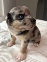 Oreo, a female Siberian Husky and Miniature Australian Shepherd for sale in Vero Beach, FL – 3 of 5