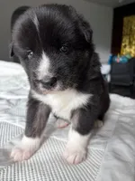 Bear, a male Siberian Husky and Miniature Australian Shepherd for sale in Vero Beach, FL – 2 of 4