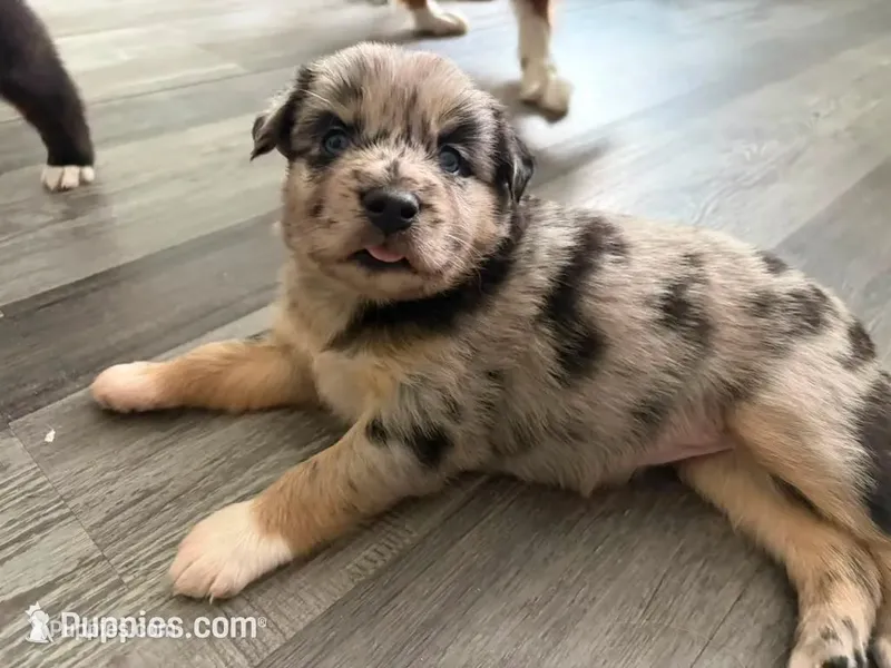Oreo – Siberian Husky, Miniature Australian Shepherd puppy for sale in Vero Beach, FL