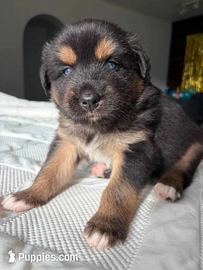 Moca, a male Siberian Husky and Miniature Australian Shepherd for sale in Vero Beach, FL – 1 of 4