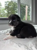Bear, a male Siberian Husky and Miniature Australian Shepherd for sale in Vero Beach, FL – 3 of 4