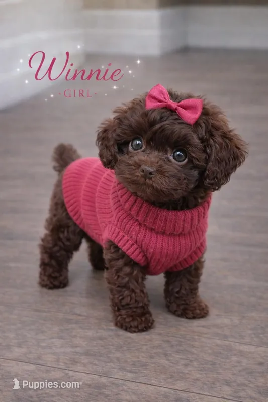 Winnie  – Poodle - Toy  puppy for sale in Philadelphia, PA