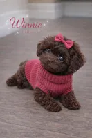 Winnie , a female Poodle - Toy  for sale in Philadelphia, PA – Photo 3 of 5