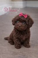 Winnie , a female Poodle - Toy  for sale in Philadelphia, PA – Photo 2 of 5