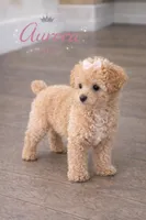 Aurora , a female Poodle - Toy  for sale in Philadelphia, PA – Photo 3 of 5