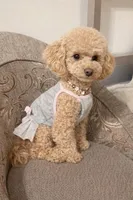 Aurora , a female Poodle - Toy  for sale in Philadelphia, PA – Photo 5 of 5