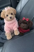 Aurora , a female Poodle - Toy  for sale in Philadelphia, PA – Photo 1 of 5