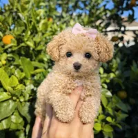 Aurora , a female Poodle - Toy  for sale in Philadelphia, PA – Photo 2 of 5