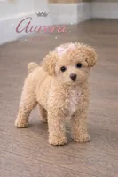 Aurora , a female Poodle - Toy  for sale in Philadelphia, PA – Photo 4 of 5