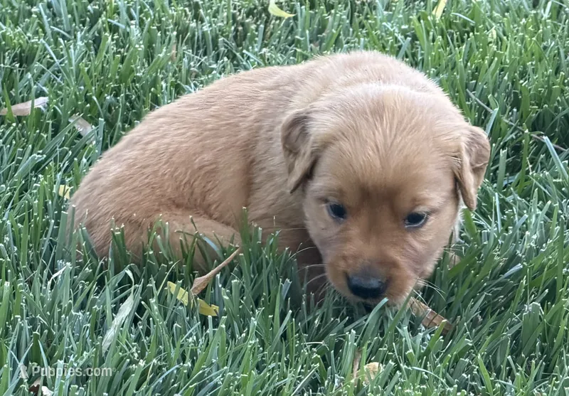 Male.2 (Blue Collar) – Golden Retriever puppy for sale in Riverside, CA