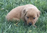 Male.2 (Blue Collar), a male Golden Retriever for sale in Riverside, CA – 1 of 5