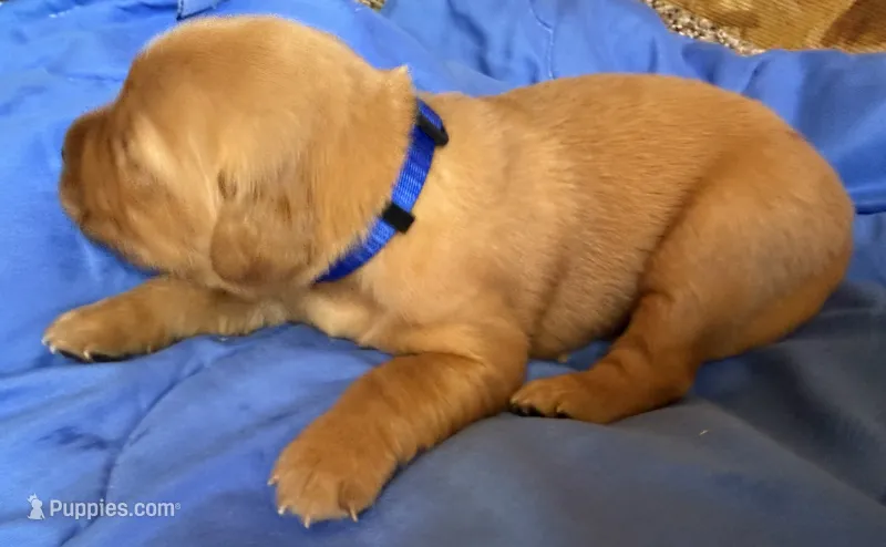 Male.2 (Blue Collar) – Golden Retriever puppy for sale in Riverside, CA