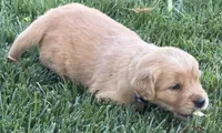 Female.2 (Cream Collar), a female Golden Retriever for sale in Riverside, CA – 5 of 7