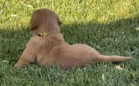 Female.4 (Yellow Collar), a female Golden Retriever for sale in Riverside, CA – 7 of 10