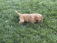 Female.1 (Pink Collar), a female Golden Retriever for sale in Riverside, CA – 5 of 9