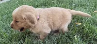 Female.1 (Pink Collar), a female Golden Retriever for sale in Riverside, CA – 3 of 9