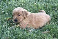 Female.4 (Yellow Collar), a female Golden Retriever for sale in Riverside, CA – 4 of 10