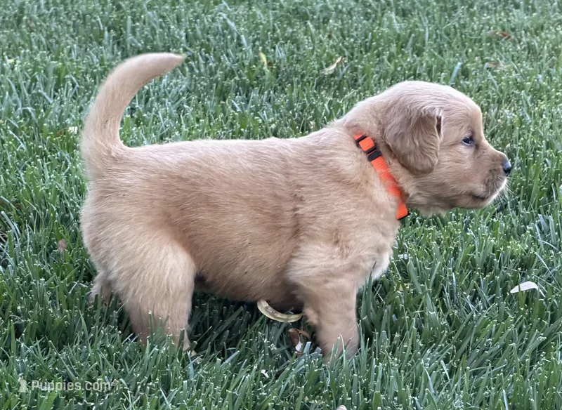 Male.3 (Orange Collar) – Golden Retriever puppy for sale in Riverside, CA