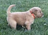 Male.3 (Orange Collar), a male Golden Retriever for sale in Riverside, CA – 1 of 3