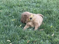 Female.4 (Yellow Collar), a female Golden Retriever for sale in Riverside, CA – 8 of 10