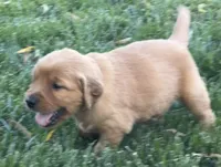Female.1 (Pink Collar), a female Golden Retriever for sale in Riverside, CA – 1 of 9