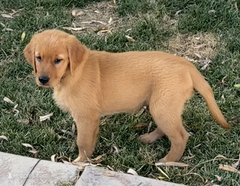 Male.2 (Blue Collar) – Golden Retriever puppy for sale in Riverside, CA
