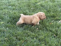 Female.1 (Pink Collar), a female Golden Retriever for sale in Riverside, CA – 7 of 9