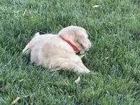 Male.4 (Red Collar), a male Golden Retriever for sale in Riverside, CA – 4 of 6