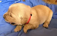 Male.4 (Red Collar), a male Golden Retriever for sale in Riverside, CA – 2 of 4