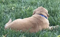 Male.2 (Blue Collar), a male Golden Retriever for sale in Riverside, CA – 3 of 5